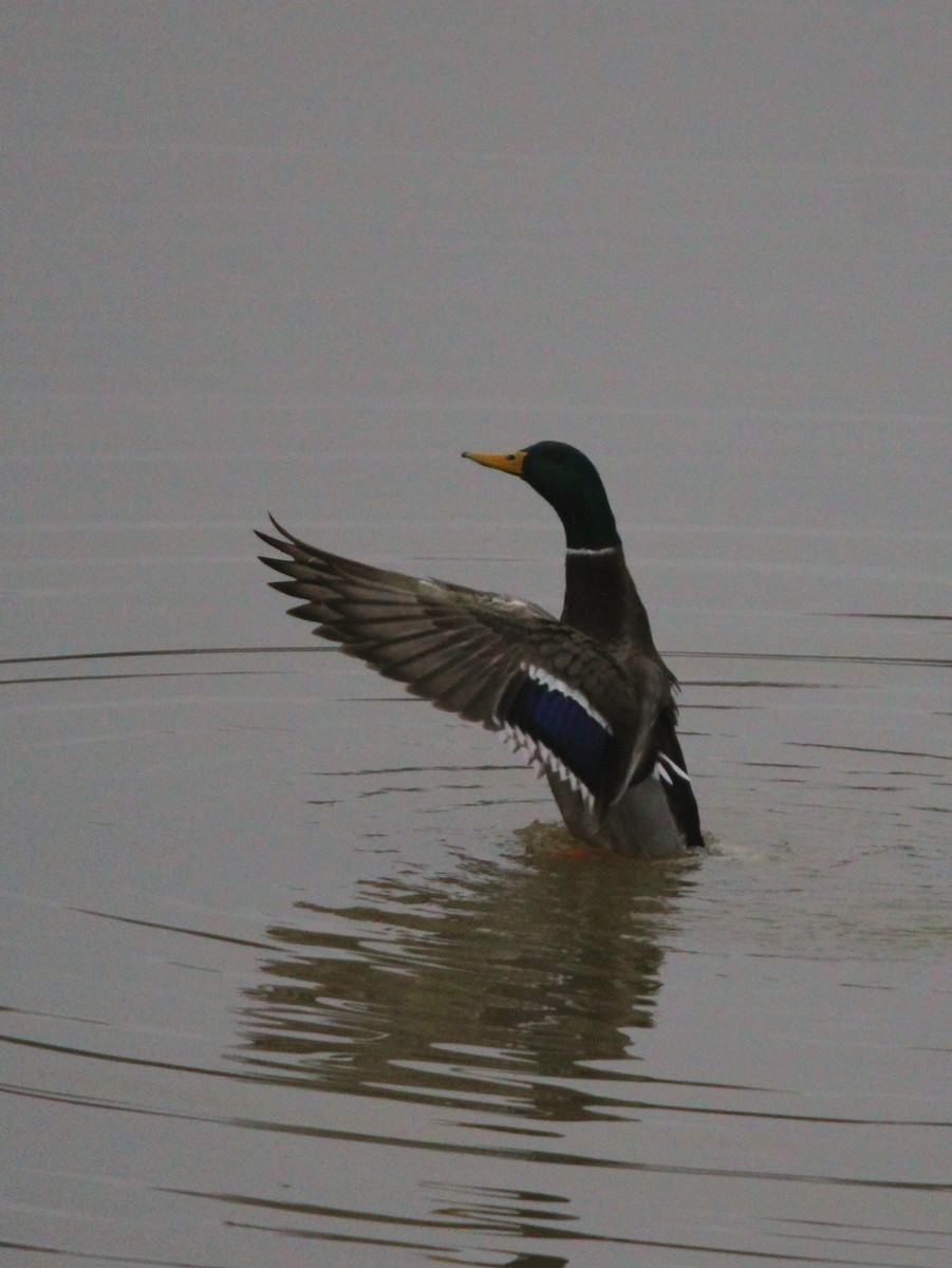 Canard colvert - ML628614494
