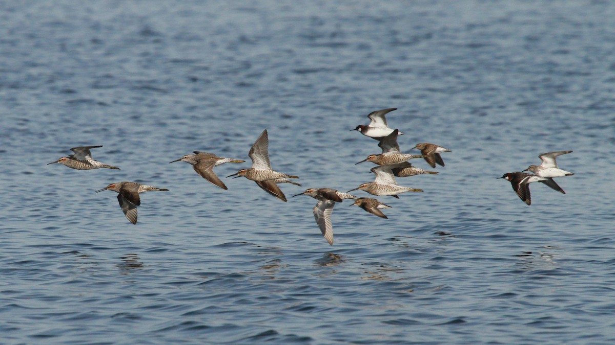 Stilt Sandpiper - ML628614525