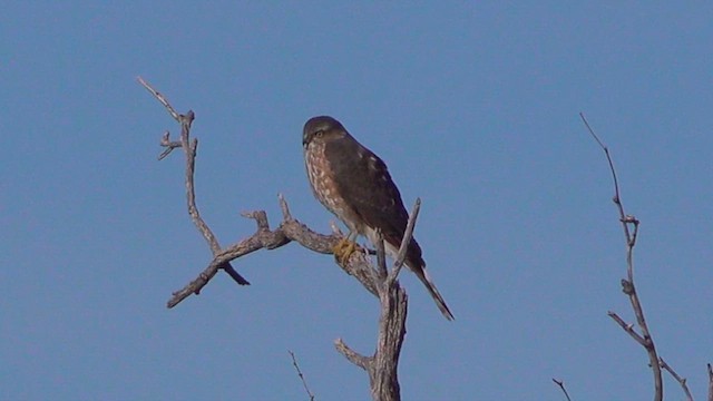 Sharp-shinned Hawk - ML628614564