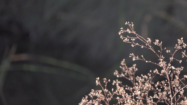 Vermilion Flycatcher - ML628614579