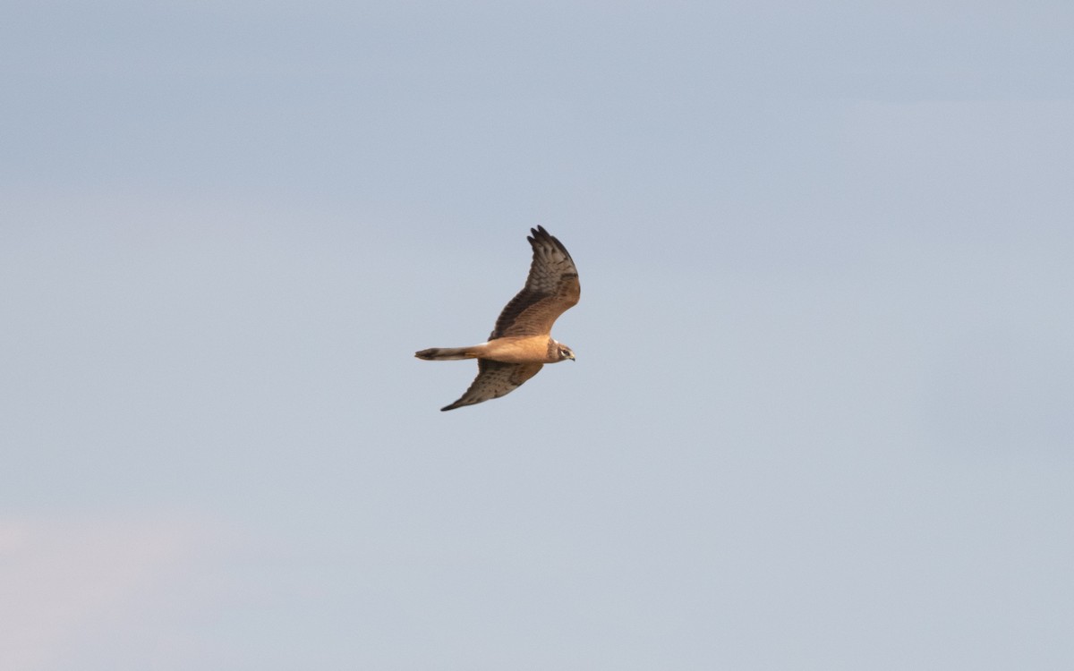 Montagu's Harrier - ML628614598