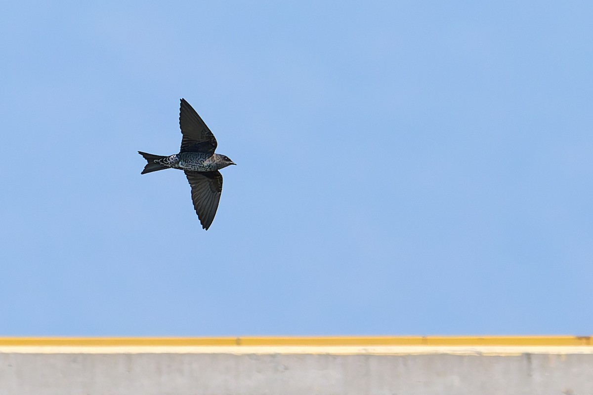 Hirondelle gracieuse - ML628614704