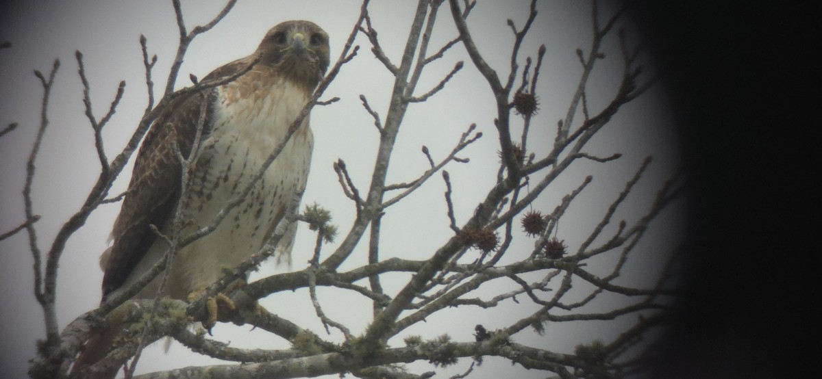Red-tailed Hawk - ML628614721