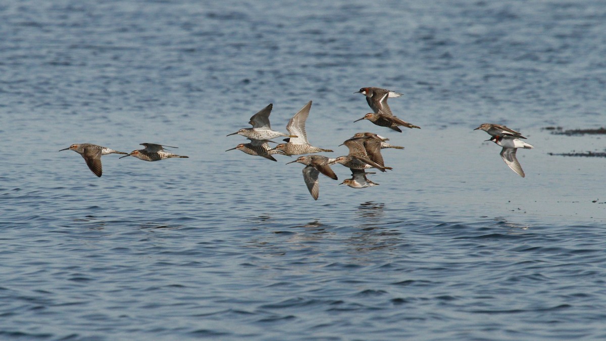 Stilt Sandpiper - ML628614767