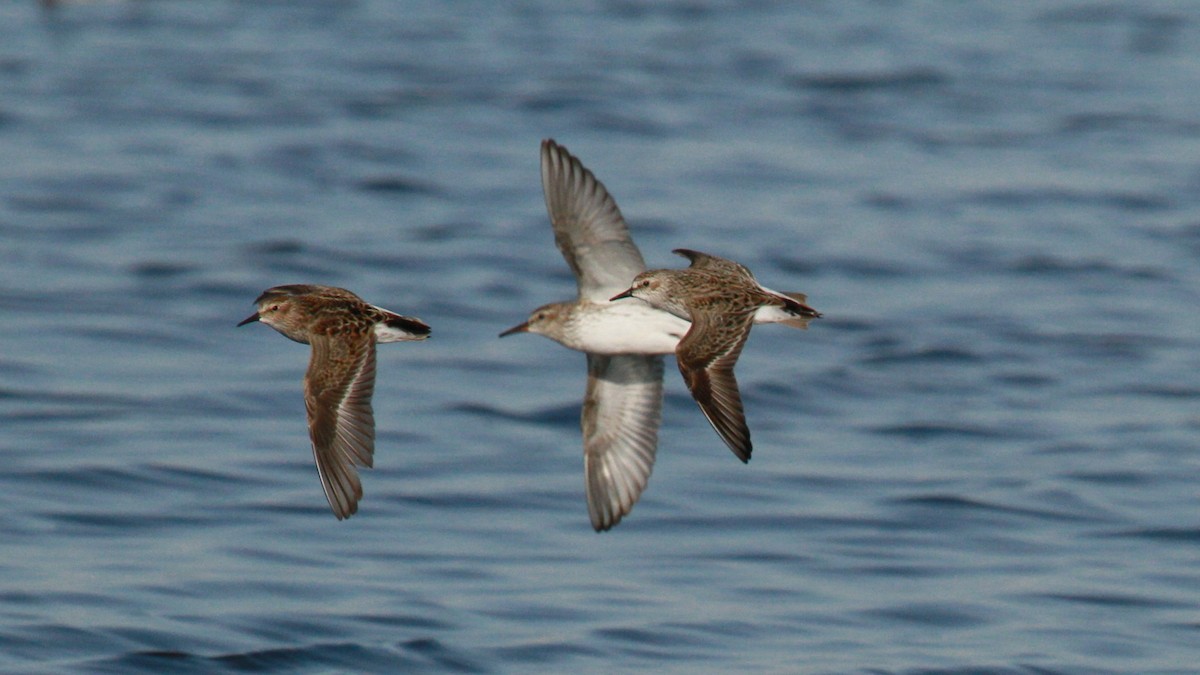 Least Sandpiper - ML628615086