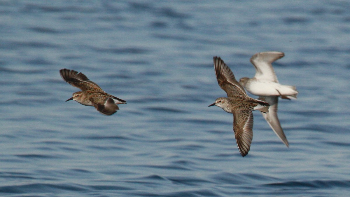 Least Sandpiper - ML628615088