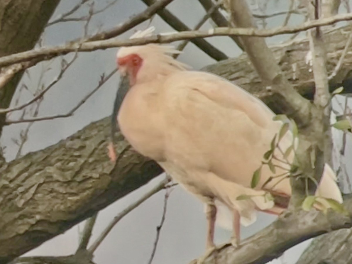Crested Ibis - ML628615118
