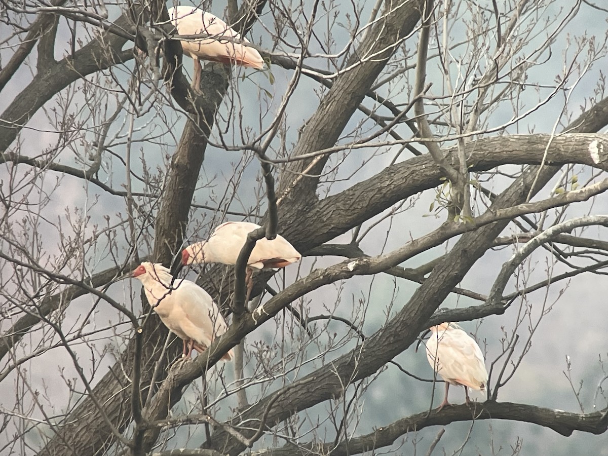 Crested Ibis - ML628615119