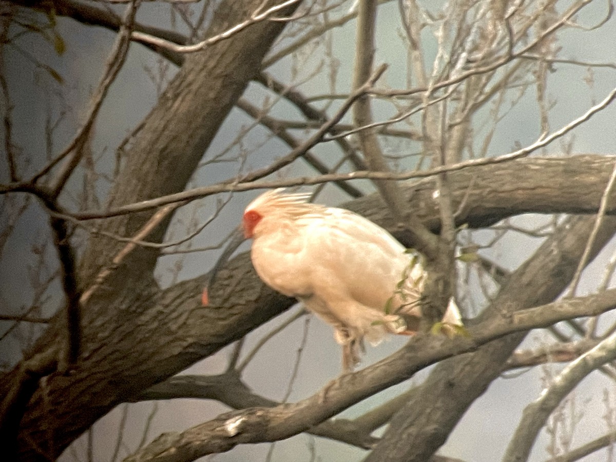 Crested Ibis - ML628615120