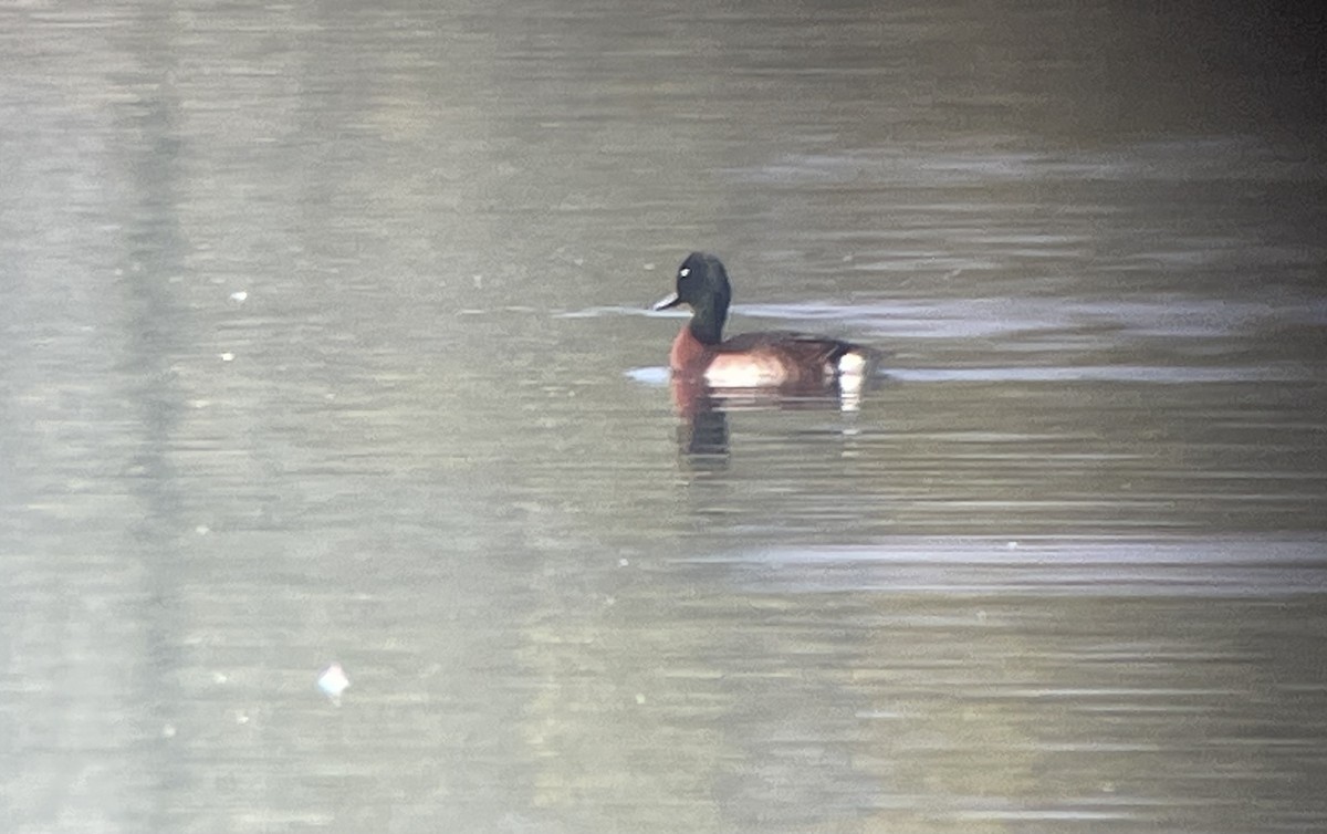 Baer's Pochard - ML628615199