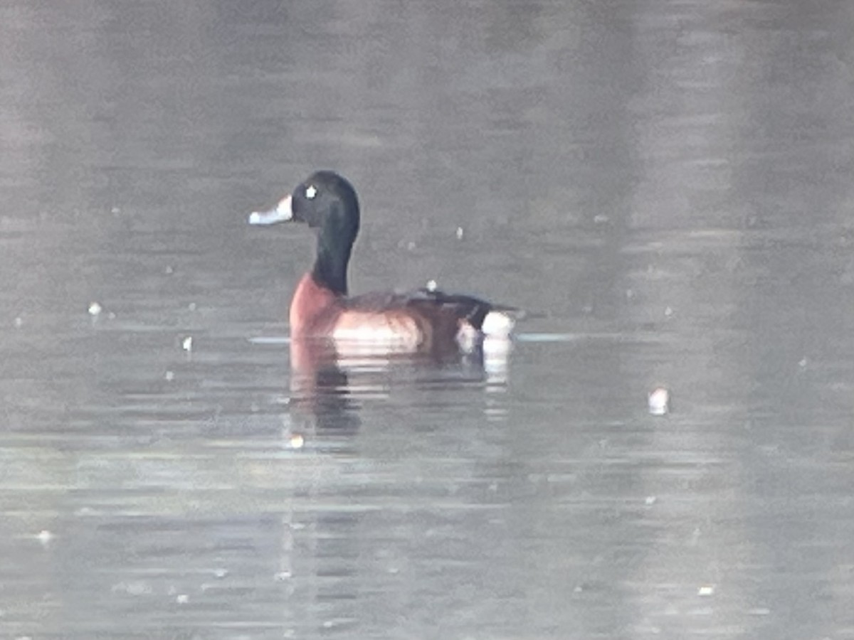 Baer's Pochard - ML628615200