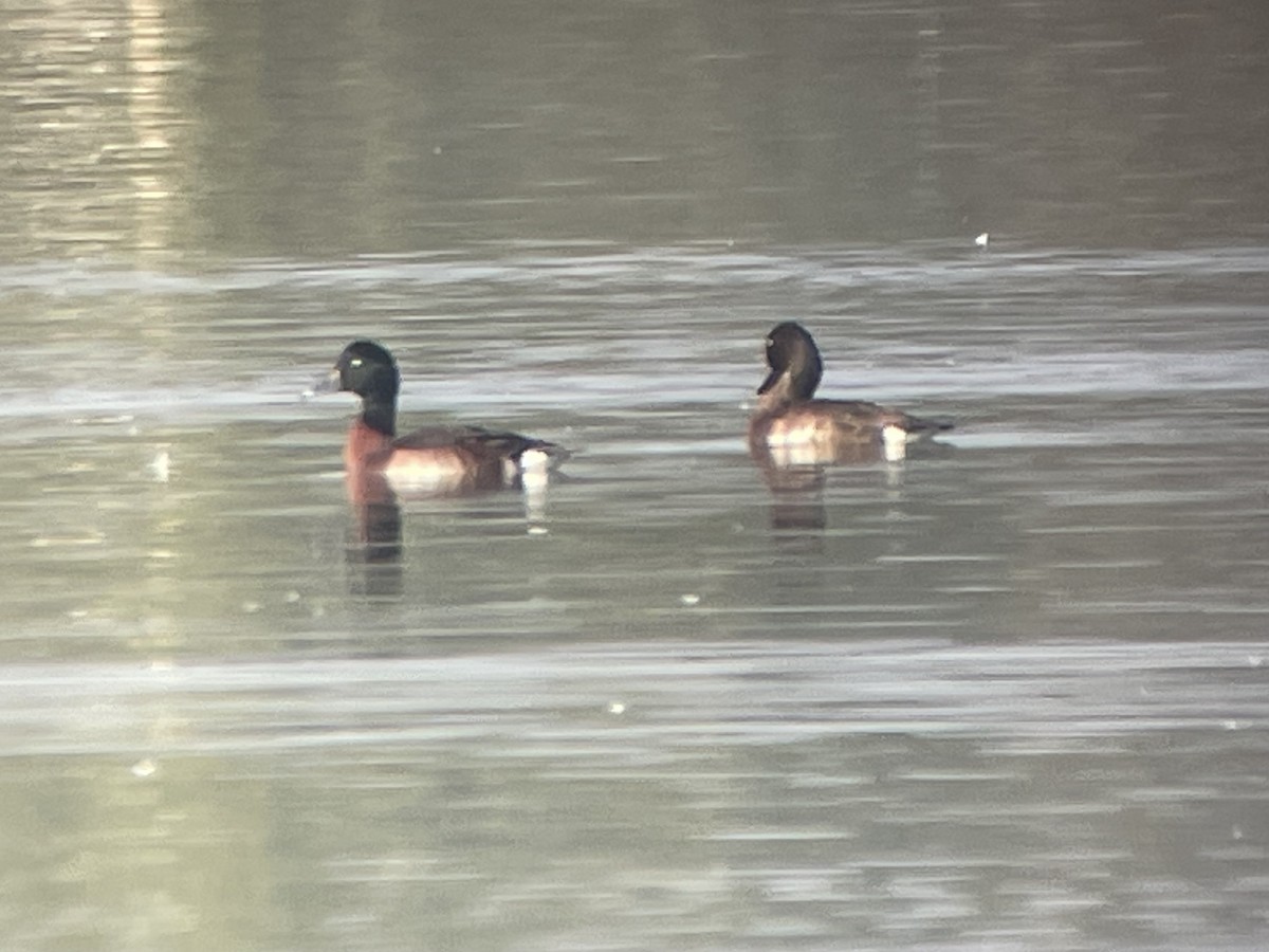 Baer's Pochard - ML628615201