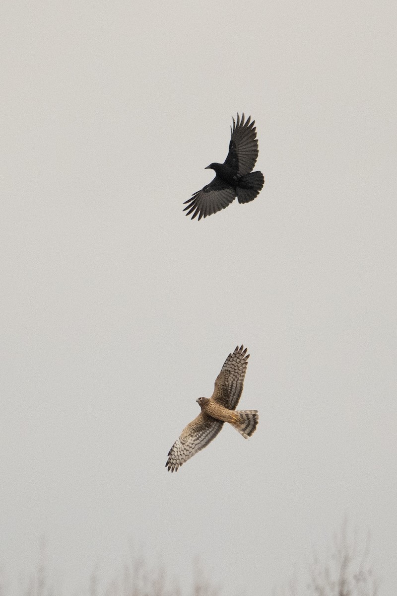 Northern Harrier - ML628615279