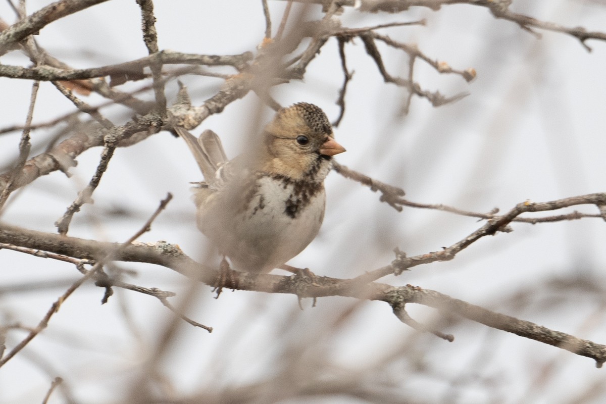 Harris's Sparrow - ML628615293