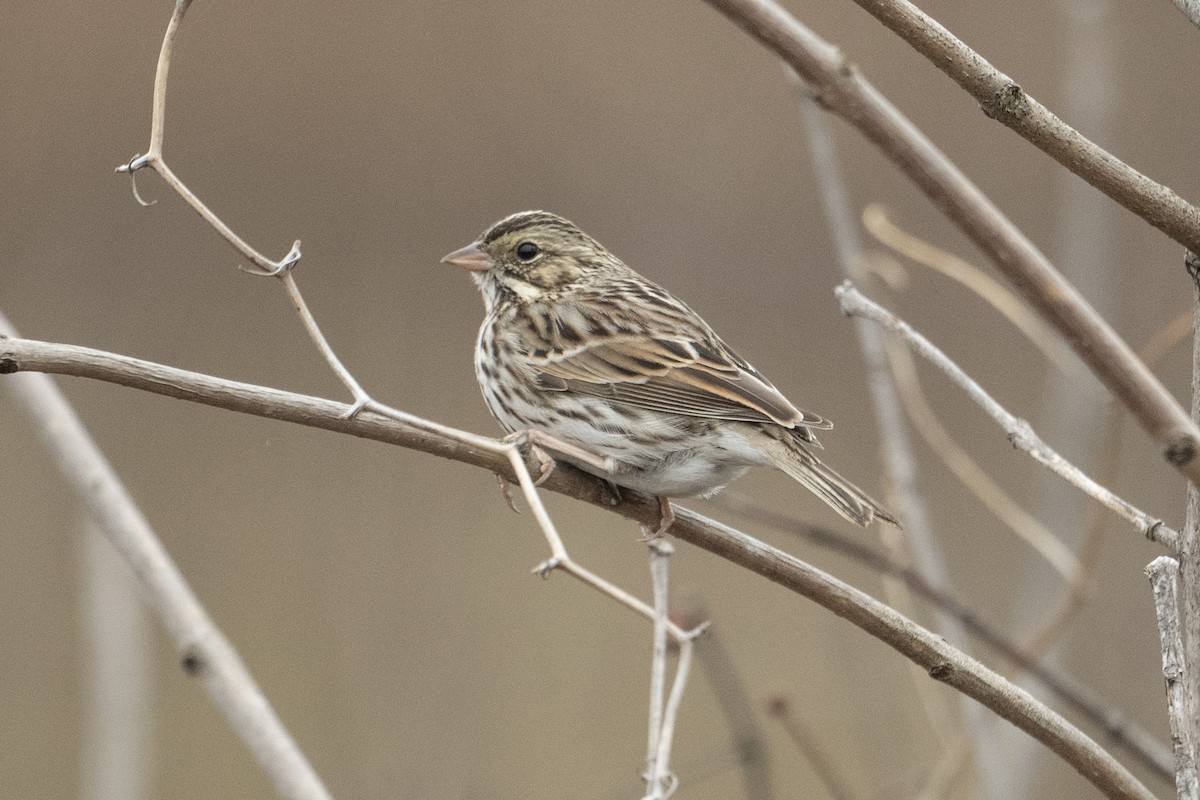 Savannah Sparrow - ML628615297