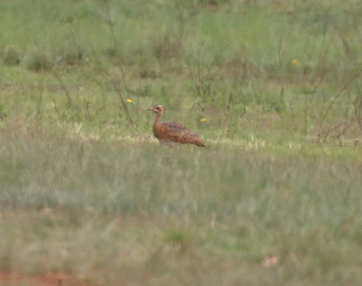 White-bellied Bustard (Barrow's) - ML628615483
