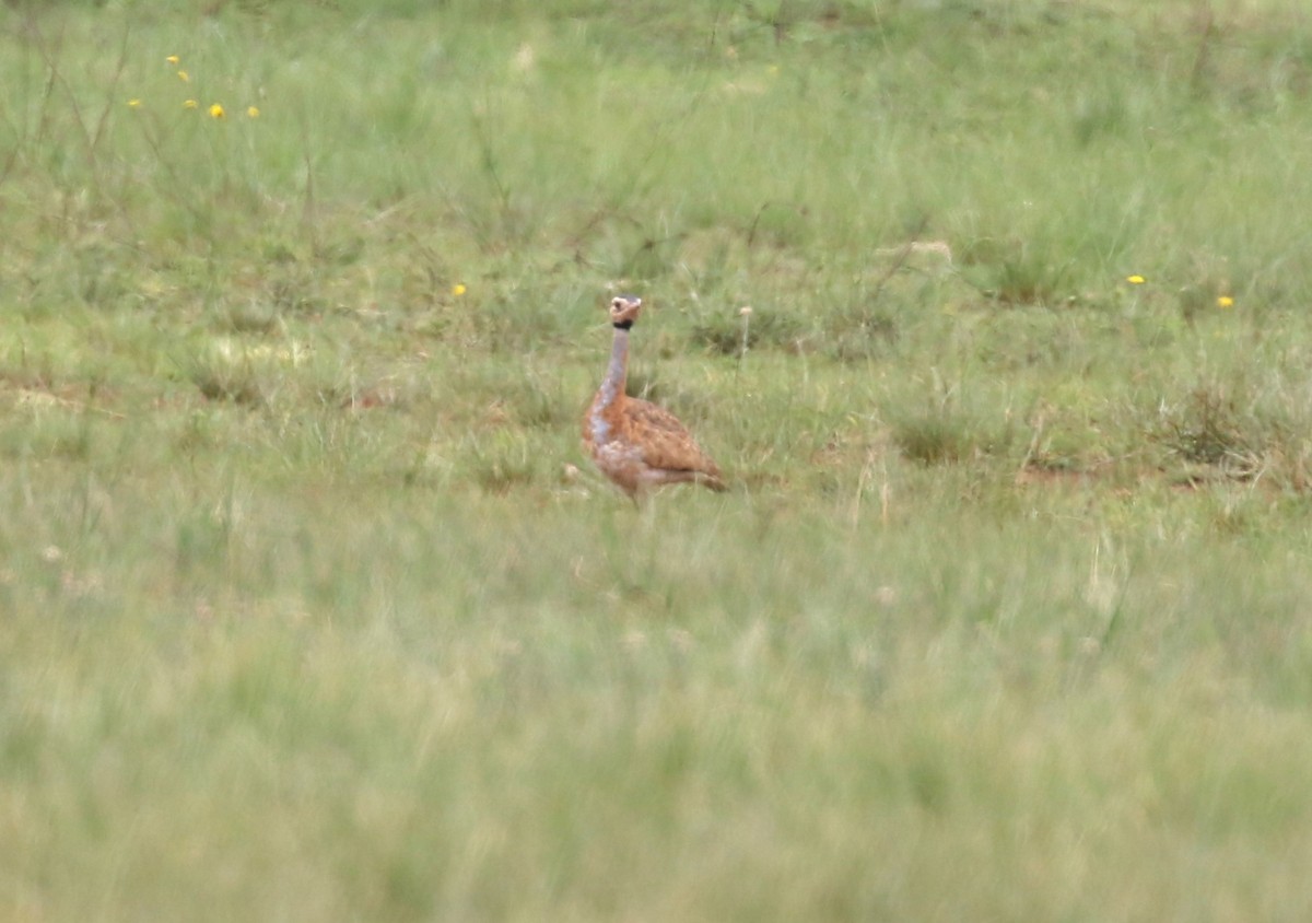 White-bellied Bustard (Barrow's) - ML628615485