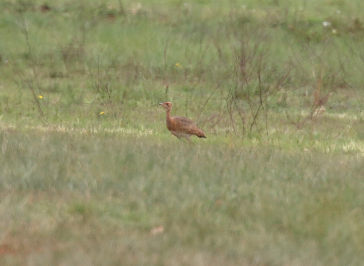 White-bellied Bustard (Barrow's) - ML628615486