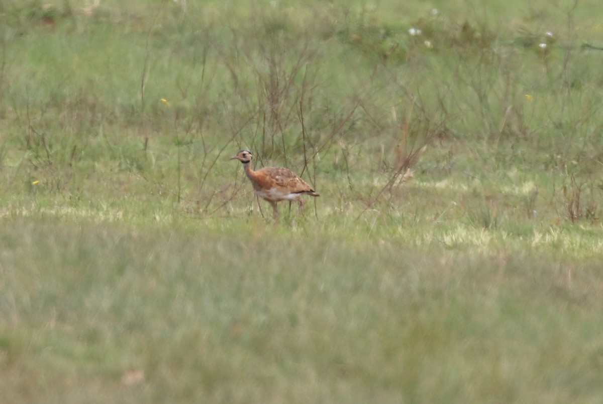 White-bellied Bustard (Barrow's) - ML628615487