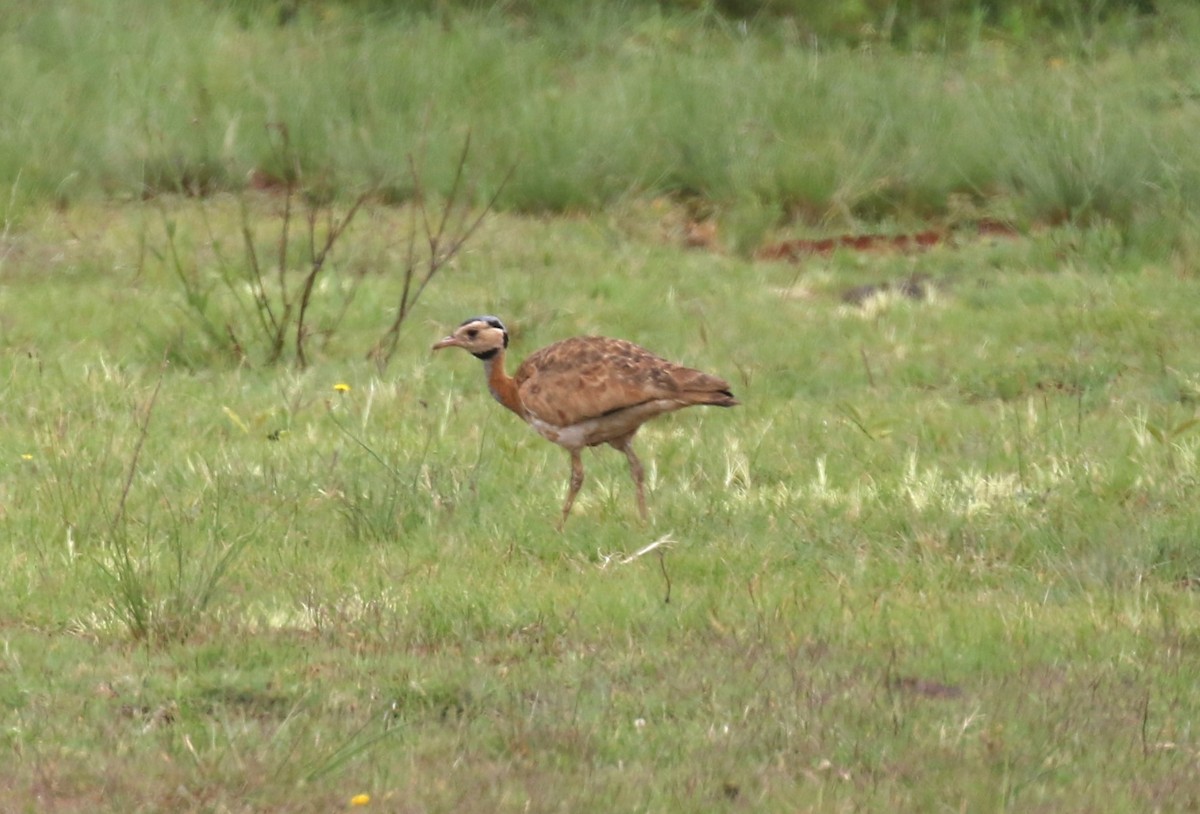 White-bellied Bustard (Barrow's) - ML628615488