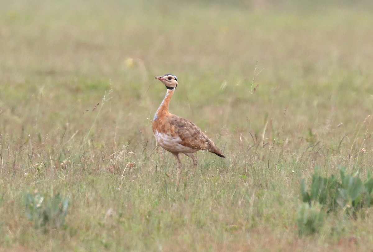 White-bellied Bustard (Barrow's) - ML628615490