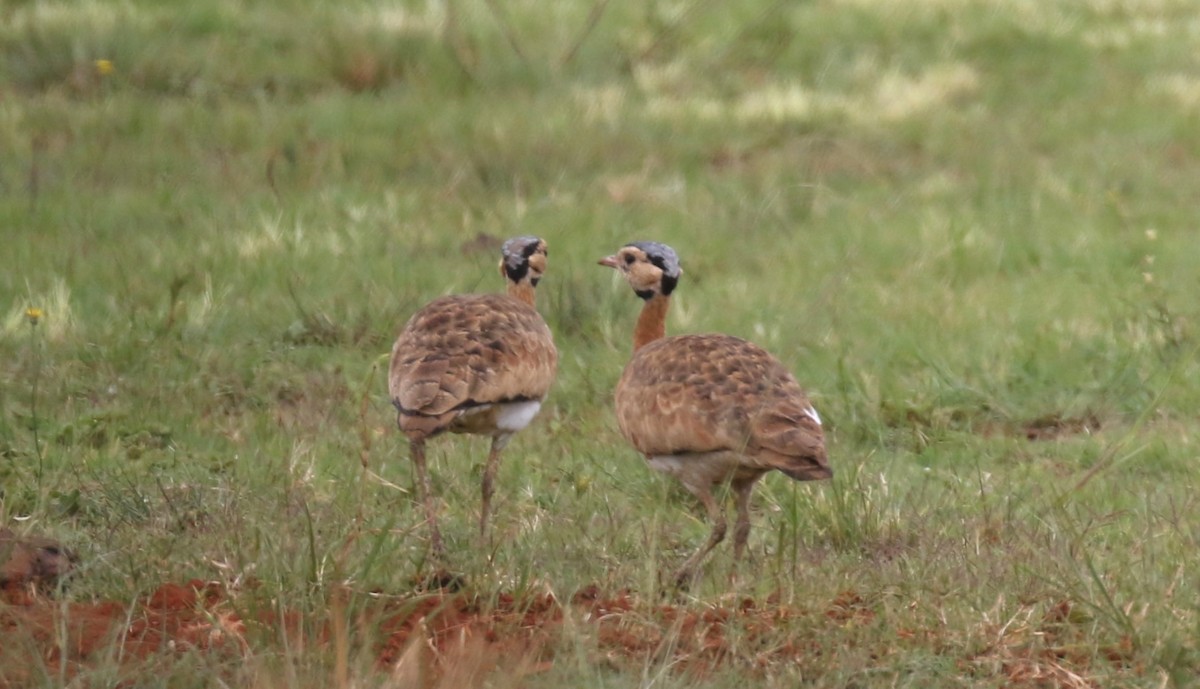 White-bellied Bustard (Barrow's) - ML628615491