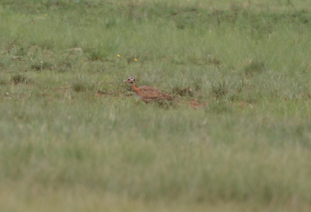 White-bellied Bustard (Barrow's) - ML628615492