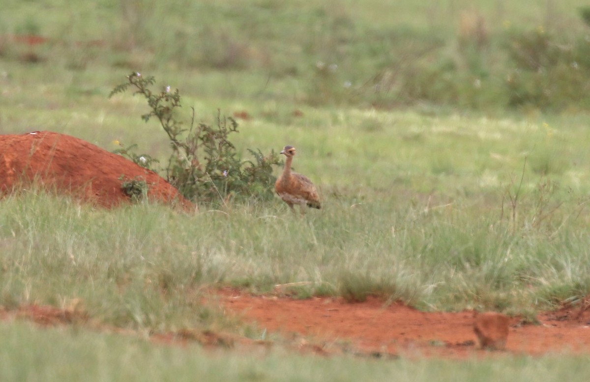 White-bellied Bustard (Barrow's) - ML628615493