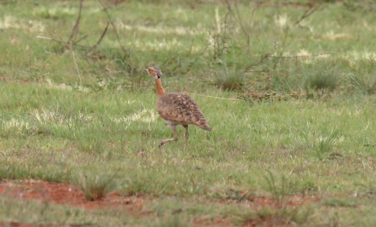 White-bellied Bustard (Barrow's) - ML628615495