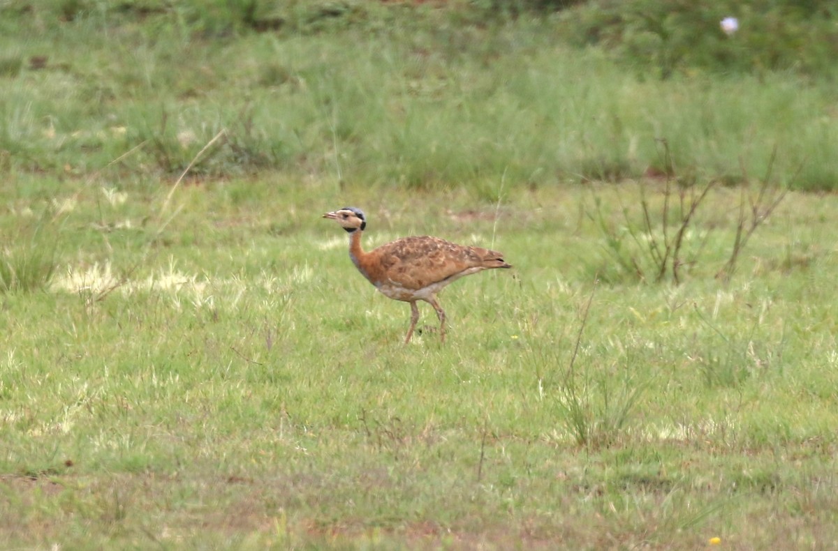 White-bellied Bustard (Barrow's) - ML628615498