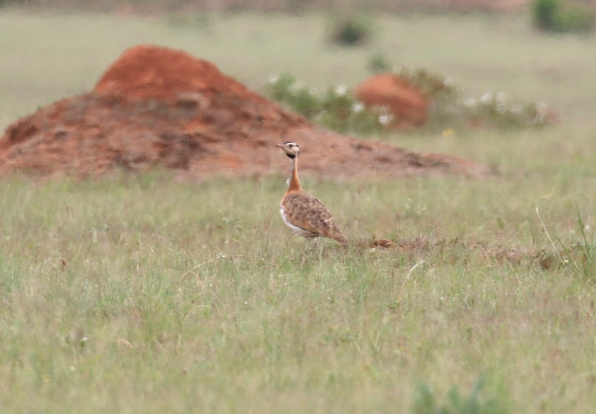 White-bellied Bustard (Barrow's) - ML628615499