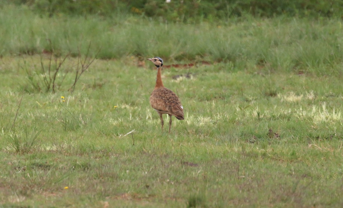 White-bellied Bustard (Barrow's) - ML628615500