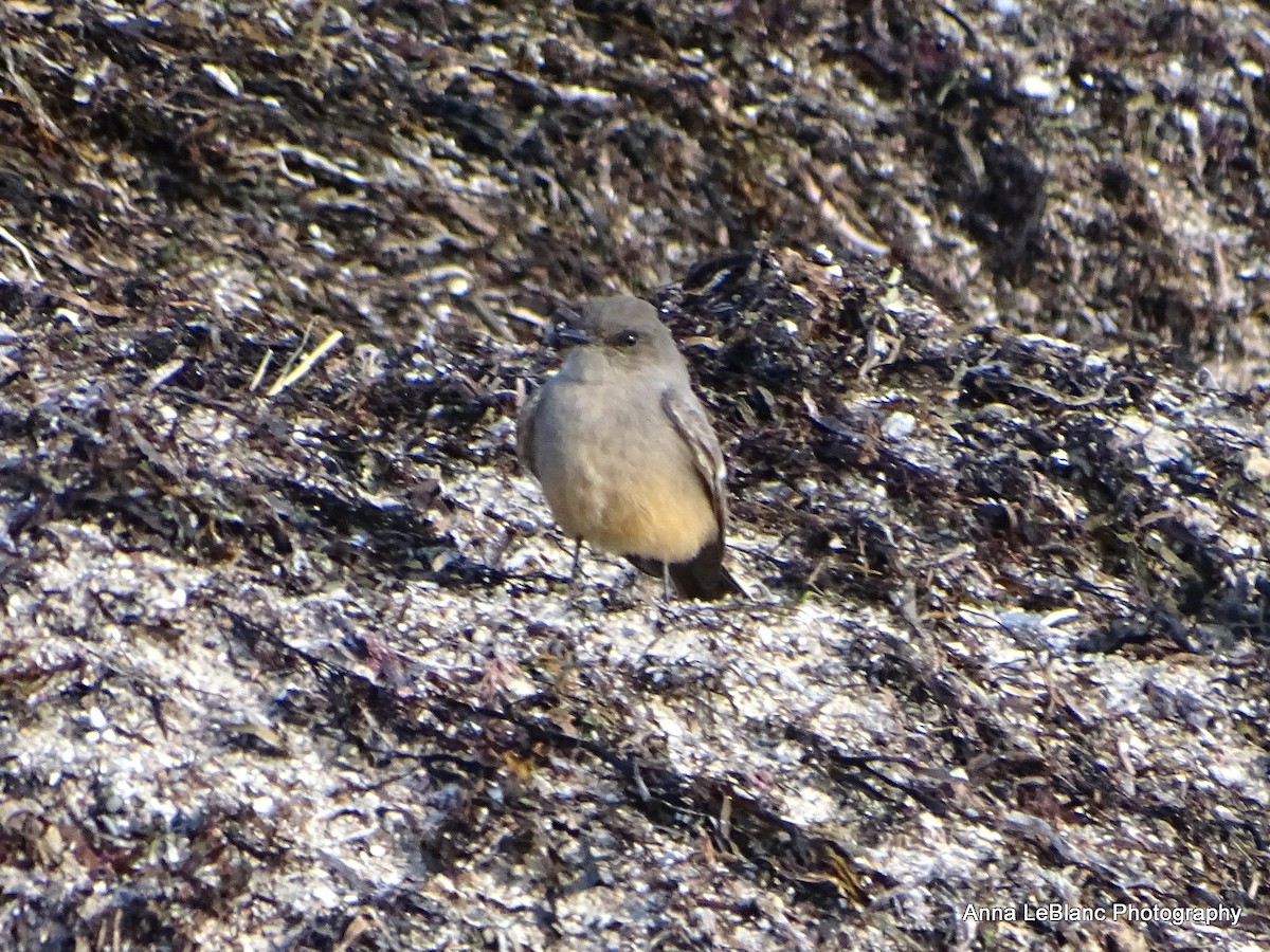 Say's Phoebe - ML628615542