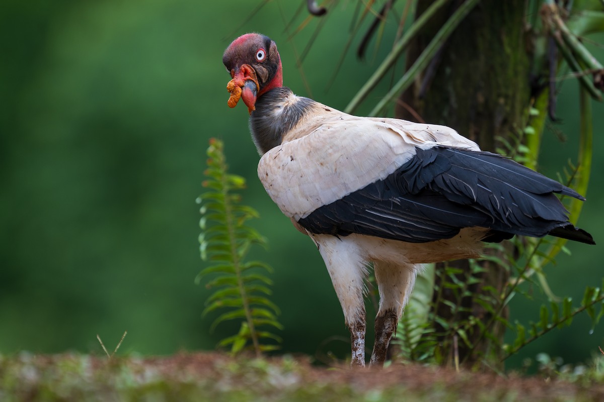 King Vulture - ML628615671