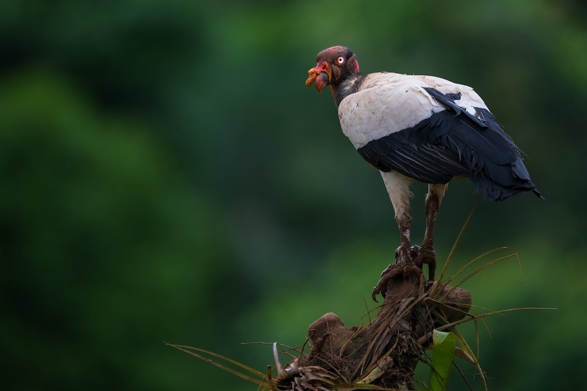 King Vulture - ML628615674