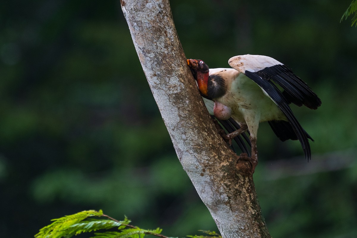 King Vulture - ML628615680