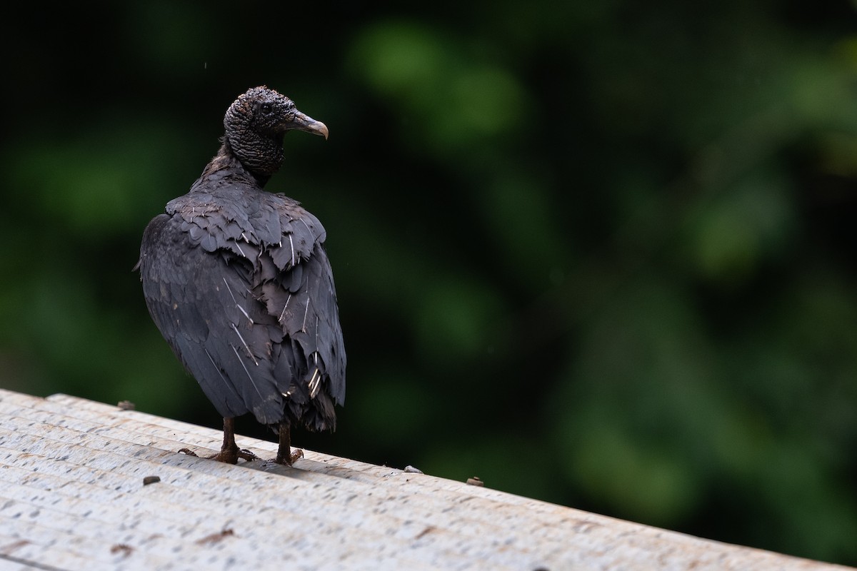 Black Vulture - ML628615713