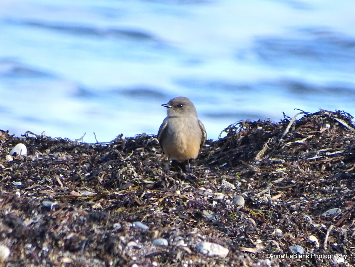 Say's Phoebe - ML628615717