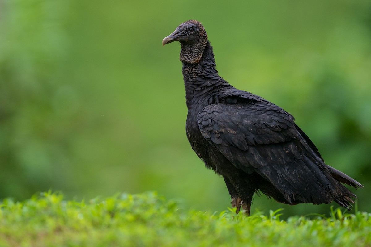 Black Vulture - ML628615721