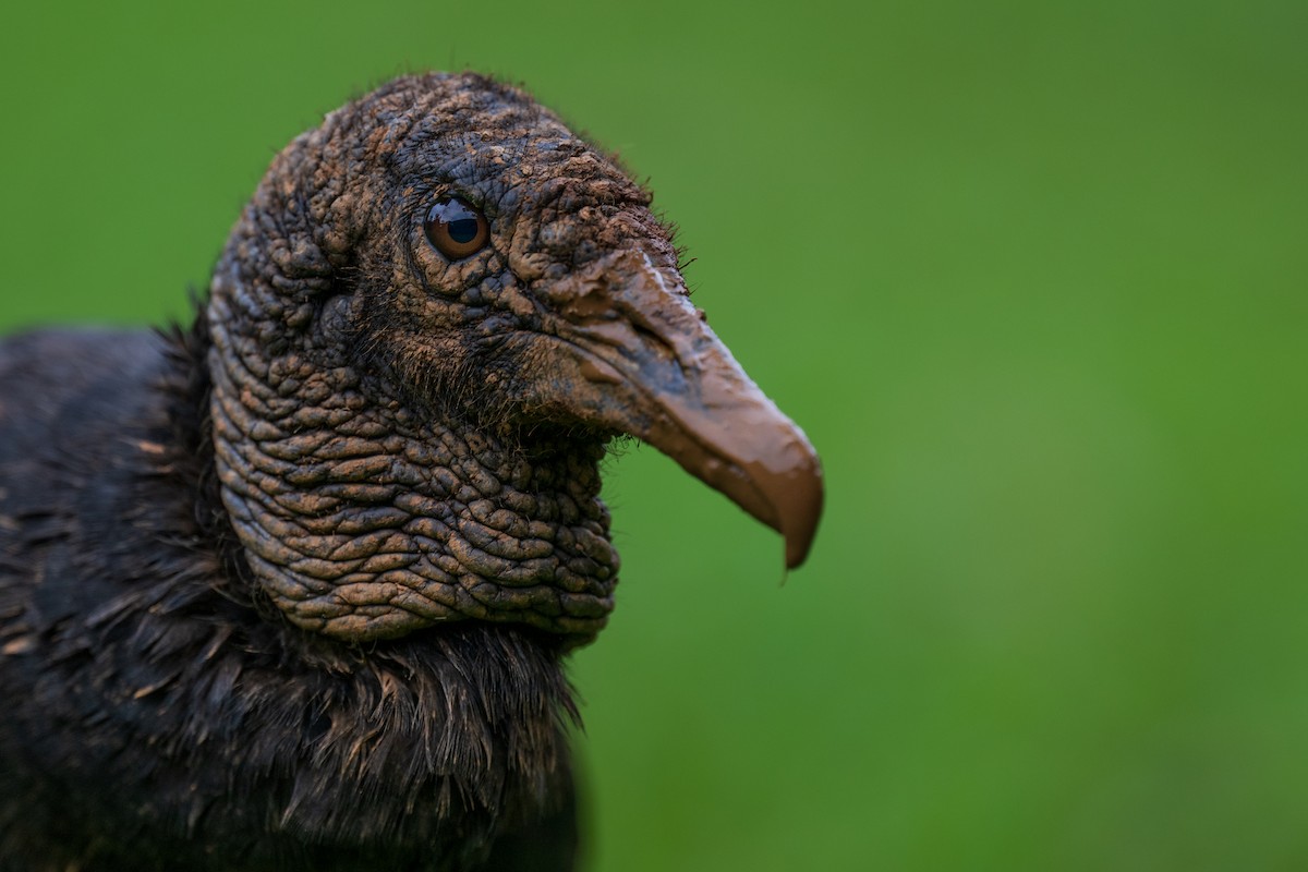 Black Vulture - ML628615722