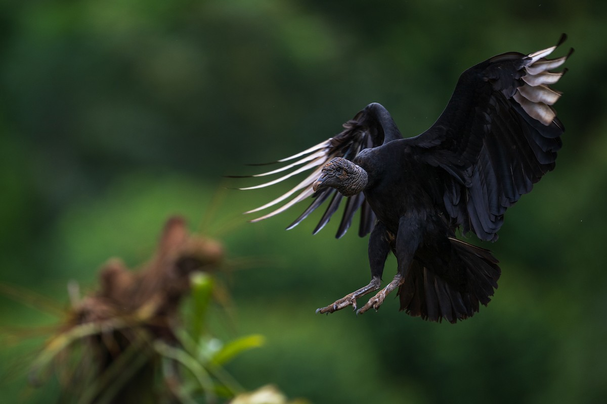 Black Vulture - ML628615723