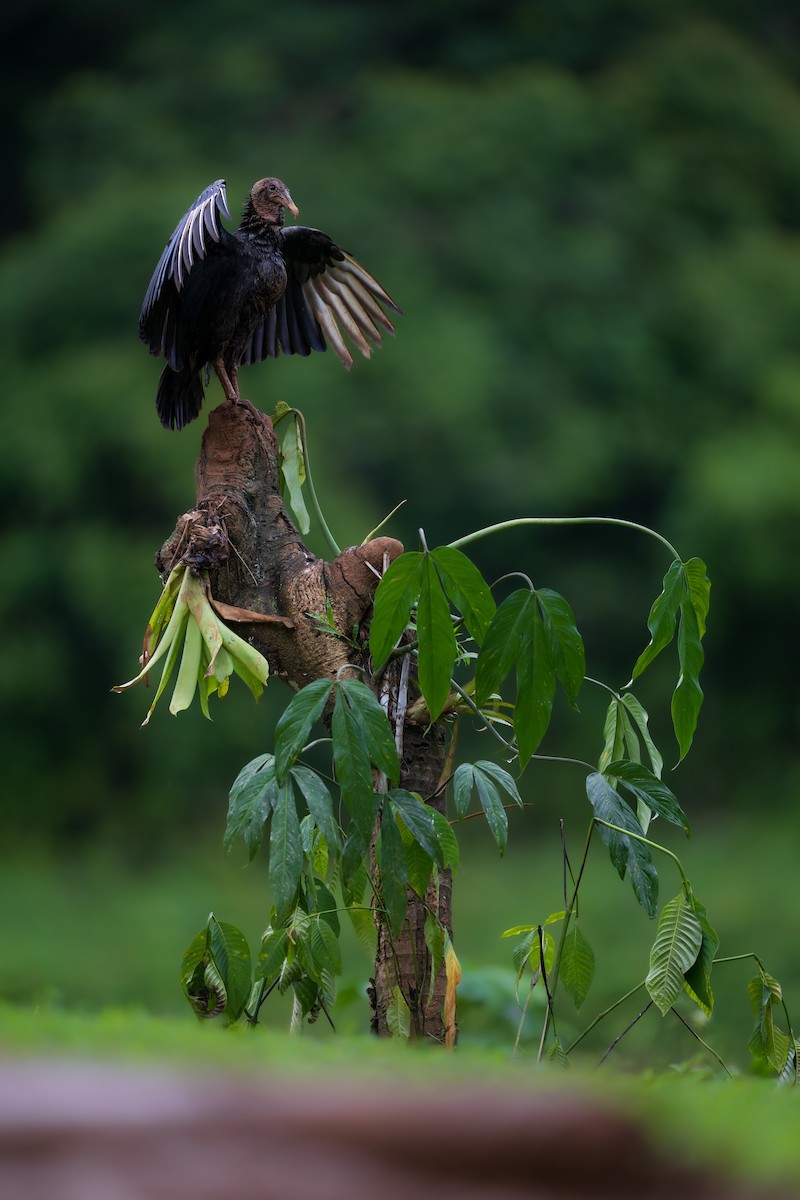 Black Vulture - ML628615724