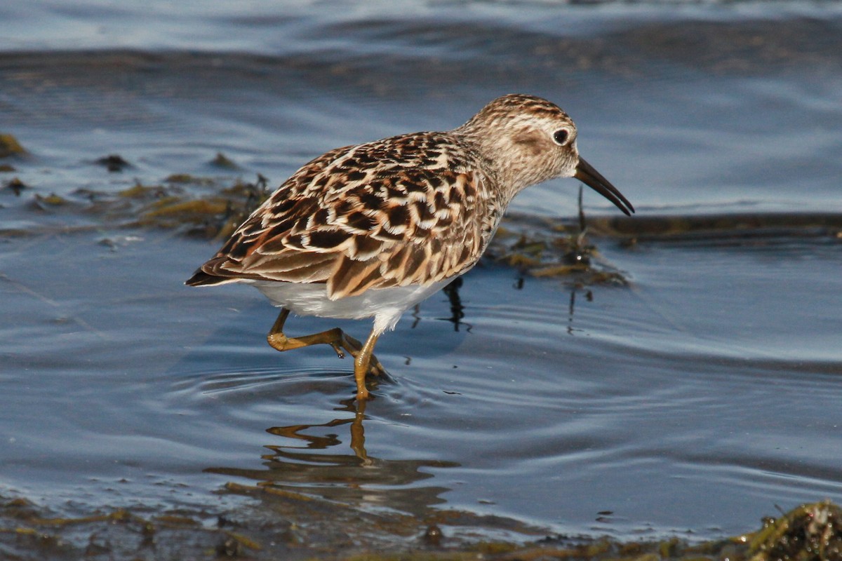 Least Sandpiper - ML628615729