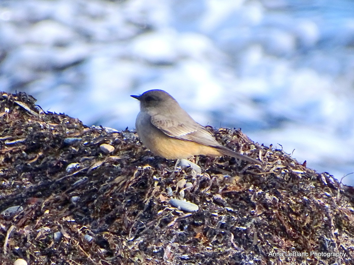 Say's Phoebe - ML628615753