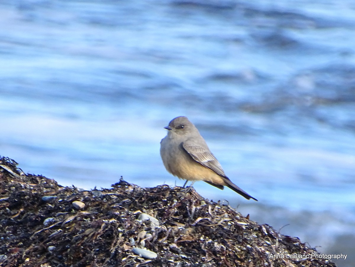 Say's Phoebe - ML628615793