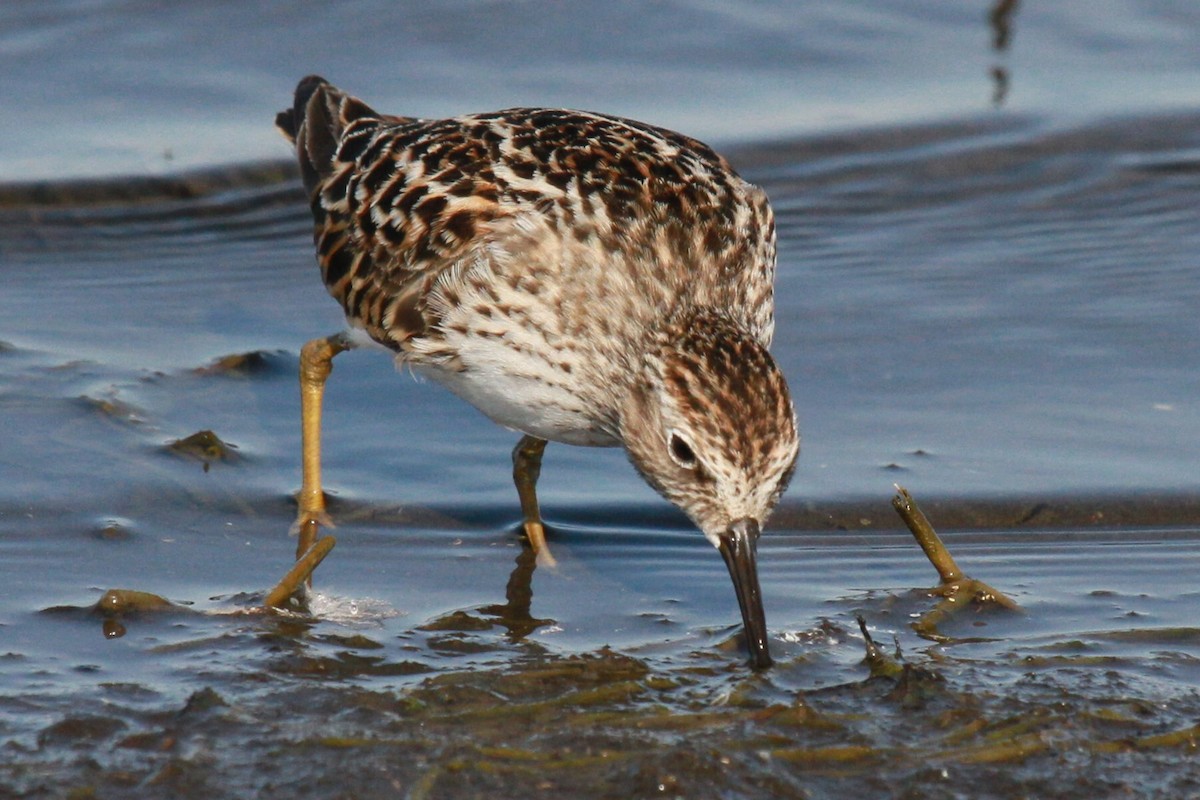 Least Sandpiper - ML628615842