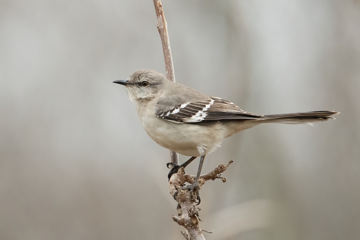 Northern Mockingbird - ML628615926