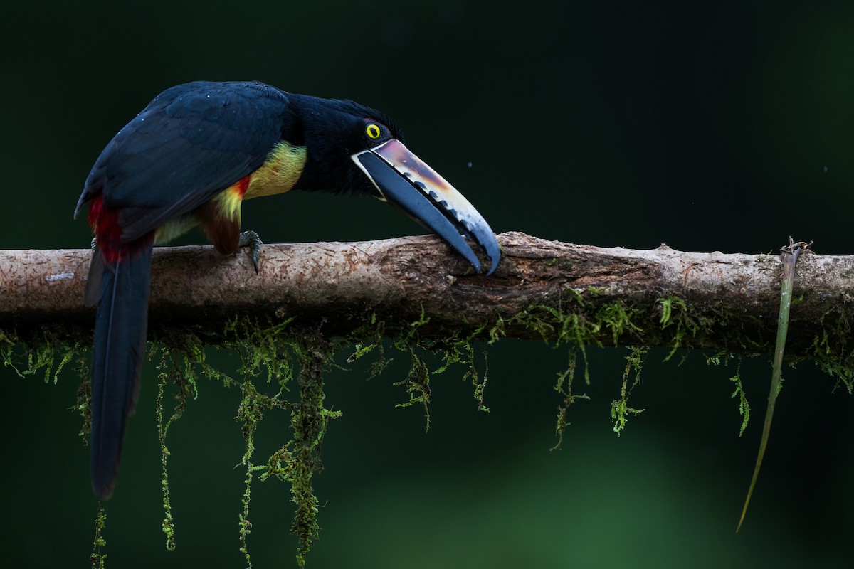 Collared Aracari - ML628615943