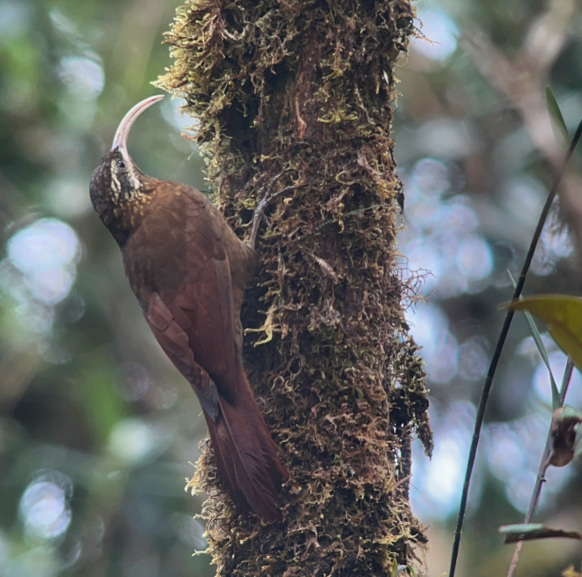 Greater Scythebill - ML628616006