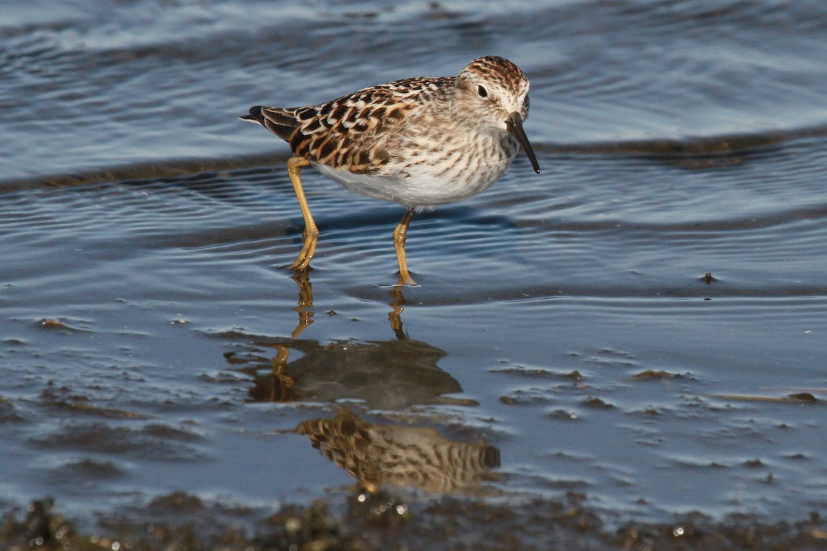 Least Sandpiper - ML628616021